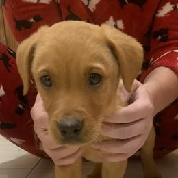 Labrador Retriever Puppies from Valley Creek Dog Boarding and Training