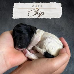 Chip - Parti male Labradoodle puppy in Kingman, Arizona from The Dood Ranch