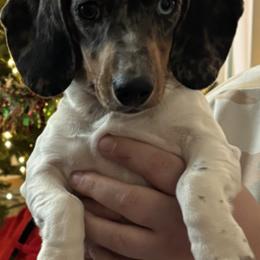 Dachshunds from ODell's Dachshunds