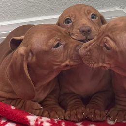 Dachshunds from Doxies Kingdom