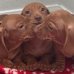 Dachshunds from Doxies Kingdom
