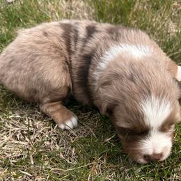 Cupcake - Red merle female Miniature American Shepherd puppy in Milton Freewater, Oregon from Sparkling Cross Toy & Mini Aussies