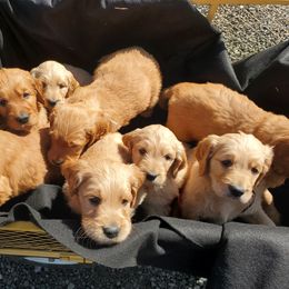 Goldendoodle and Newfoundland Puppies from Deep Canyon Puppies