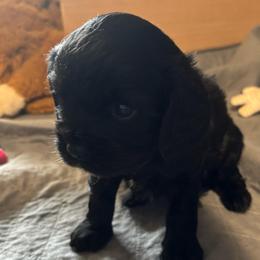 Enzo - Black and white male Cavalier King Charles Spaniel puppy in Churchville, Virginia from Karma's Cavaliers