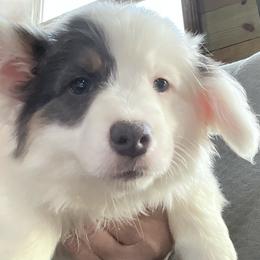 Puppy 4 - White and black female Pembroke Welsh Corgi puppy in Port Republic, Maryland from Bestfurends