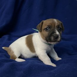Russell Terrier Puppies from Claddagh Pastures