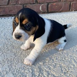 Girl 2 (Purple) - Black and white female Beagle puppy in Crestview, Florida from Alicia's Beagles
