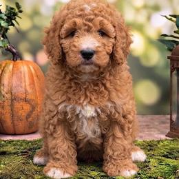 Parker (Spider man) - Apricot male Poodle puppy in Lecanto, Florida from Lecanto Puppy