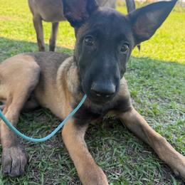 Chorus - Mahogany male Belgian Malinois puppy in Deerfield Beach, Florida from vd Hunde der neuen Äre