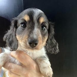 Blueberry Pie - Blue and cream female Dachshund puppy in Bigfork, Minnesota from Dachshunds Up North