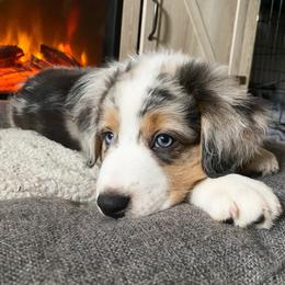 Australian Shepherd Puppies from Cooper Ridge Aussies