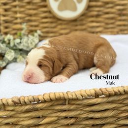 Chestnut - Red male Bernedoodle puppy in Murrieta, California from Brookside Bernedoodles