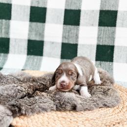Sweet potato pie - Piebald male Dachshund puppy in Salters, South Carolina from Long-Pine Dachshund