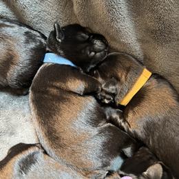 Blue boy - Black male Miniature Schnauzer puppy in Gillette, Wyoming from T’s Little Schnauzers