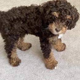 Cockapoo puppies from Pleasant View Labradoodles and micro cockapoos