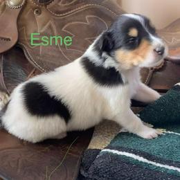 Esme - White female Collie puppy in Hinckley, Minnesota from Rusty Spur Collies