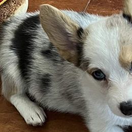 American Corgis, Companion Crosses, and Pembroke Welsh Corgis from Morgans Country Corgis