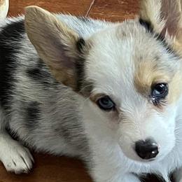 American Corgis, Companion Crosses, and Pembroke Welsh Corgis from Morgans Country Corgis