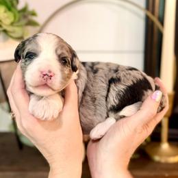 Bernedoodle Puppies from Coco Avenue Pups