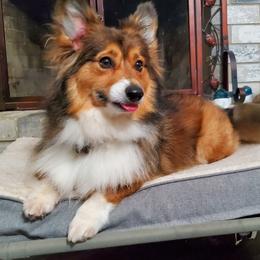 Journey (pet only) - Sable female Pembroke Welsh Corgi puppy in San Antonio, Texas from Moxxi's Legacy Corgis