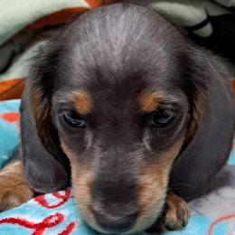 Pink - Blue and tan female Dachshund puppy in Franklin, Georgia from Lakeside Kennels of Franklin