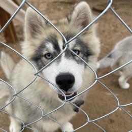Pomskies from Pomskies on the Prairie