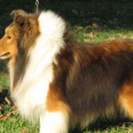 Shetland Sheepdogs from Fauna Shelties