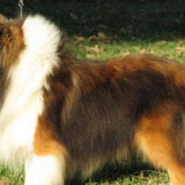 Shetland Sheepdogs from Fauna Shelties