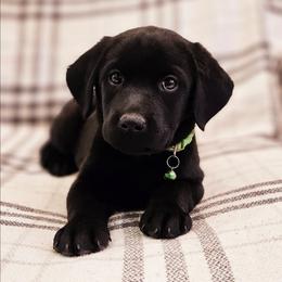 Lime Collar - Black female Labrador Retriever puppy in Coarsegold, California from Sierra Hills Retrievers