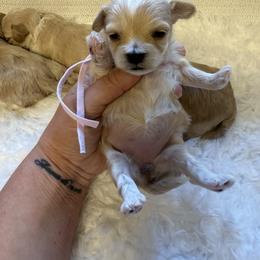 Boo - Apricot female Maltipoo puppy in Fredericktown, Missouri from Doodle Pups Fur-Ever
