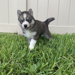 Siberian Husky Puppies from SoFlo Siberians