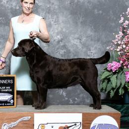 Brooke - Labrador Retriever