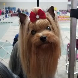 Jiggy - Yorkshire Terrier