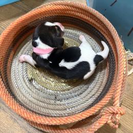 Light pink - Lemon and white female Basset Hound puppy in Walters, Oklahoma from Solo Spur Ranch