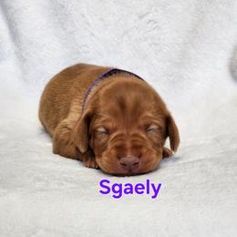 Dragon 3 - Golden rust female Vizsla puppy in Kentucky from Willow Ridge Kennel