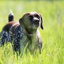 Ivy - German Shorthaired Pointer