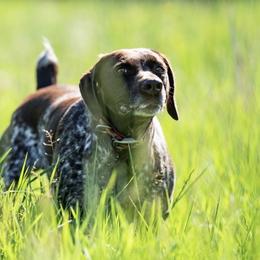 Ivy - German Shorthaired Pointer