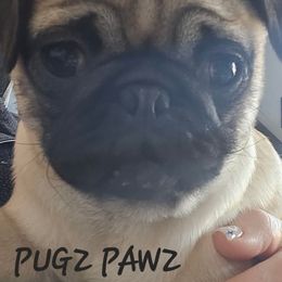 Pugs from PUGZ PAWZ