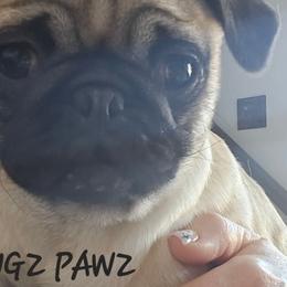 Pugs from PUGZ PAWZ