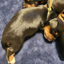 White - Black and cream female Dachshund puppy in Amarillo, Texas from Panhandle Dashing Doxies