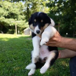 Bernie sky blue - Black white and tan male Collie puppy in Salem, Indiana from Living Blessed Collies