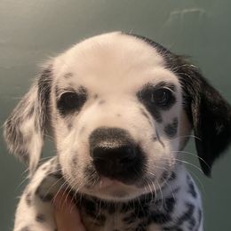 Lasagna - White and black female Dalmatian puppy in Micanopy, Florida from Fortuna Farms