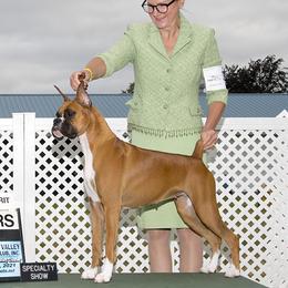 Daisy - Boxer