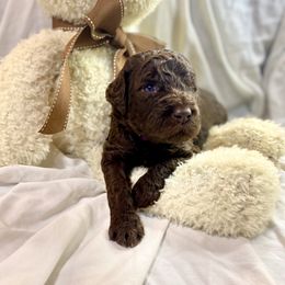 Labradoodle Puppies from Molly’s Doodles