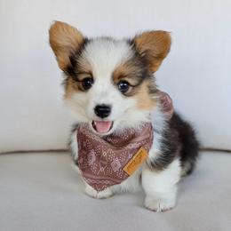 Ronny - Black and tan male Pembroke Welsh Corgi puppy in Genola, Utah from Pyne Corgis