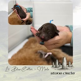 Stone Circle - Lt. Blue Collar - Chocolate male Goldendoodle puppy in Garland, Texas from Twilight Doodles