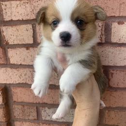 Icicle - Red male Pembroke Welsh Corgi puppy in Cumming, Georgia from Carter’s Corgis LLC