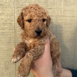 Miss Kay - Cream female Poodle puppy in Fairfield, North Carolina from Leaning T Ranch