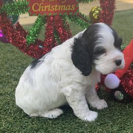 Catahoula Leopard Dog and Cocker Spaniel Puppies from Rich Cat’s