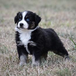 Summer - female Miniature Australian Shepherd puppy in Wolfe City, Texas from Susan Warnock
